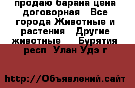 продаю барана цена договорная - Все города Животные и растения » Другие животные   . Бурятия респ.,Улан-Удэ г.